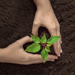 Free Plantable Seed Paper Heart